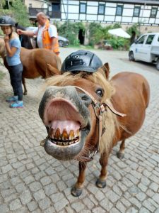 unsere Ponys