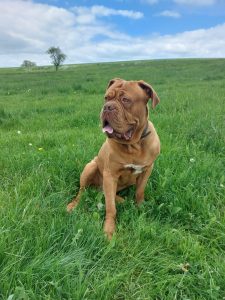 Hunde