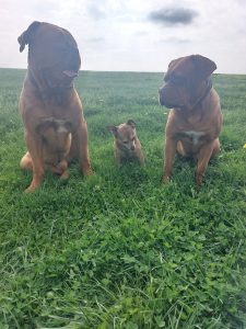 unsere Hunde