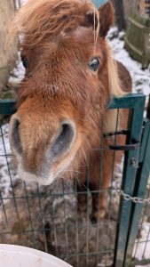 unsere Ponys
