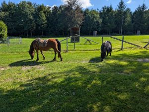 unsere Ponys
